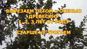 Отмирал ствол яблони. Новая крона из волчков. Состояние через 7 лет