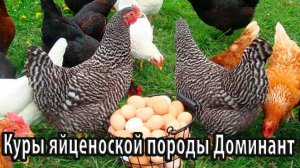 Куры яйценоской породы Доминант