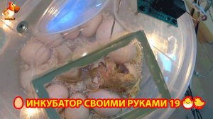 Инкубатор своими руками из подручных материалов и результат инкубации🥚🐣🐤 вариант (19)