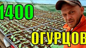 Посеяли огурцы. Кто ест нашу капусту?!