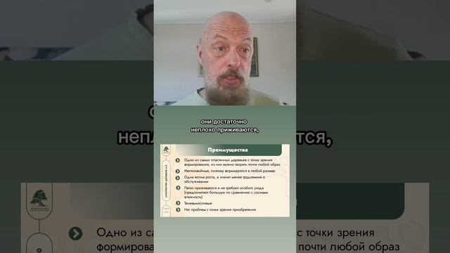 Преимущества ели в качестве заготовки для ниваки