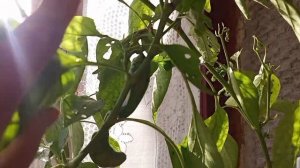 Выкопала перцы из теплицы и перевезла зимовать в квартиру