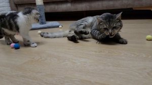 Папа кот защищает своих малышей кролика и котёнка 🤣