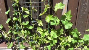 ТРИ СОСТАВЛЯЮЩИХ УСПЕХА СЕВЕРНОГО ВИНОГРАДАРСТВА.  ИЮНЬ. ВИНОГРАД ЦВЕТЁТ!