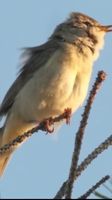 Птицы. Садовая Камышёвка. смотреть онлайн