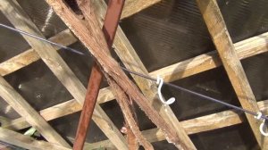 ВИНОГРАД НЕ ПЕРЕЗИМОВАЛ. РЕЗАТЬ или?...