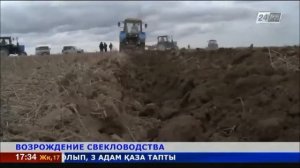 В Алматинской области возрождают свекловодство