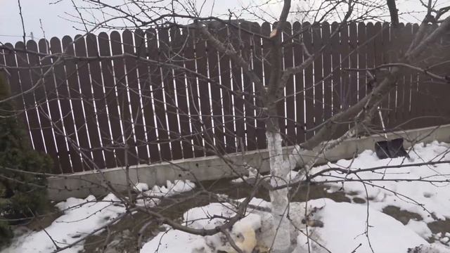 ОБРЕЗКА ВИШНИ ВЕСНОЙ. "РУБИМ ХВОСТ ПО ЧАСТЯМ". ПОЧЕМУ ТАК? смотреть онлайн