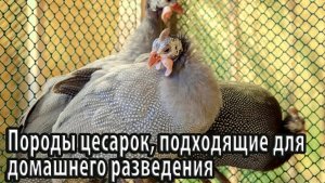 Породы цесарок, подходящие для домашнего разведения