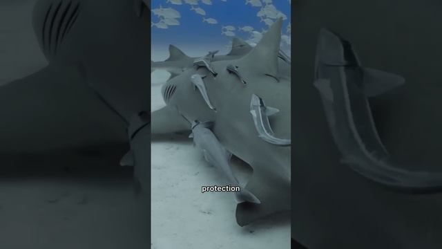 Remora The fish can stick to anything #fish #ocean #animalfacts