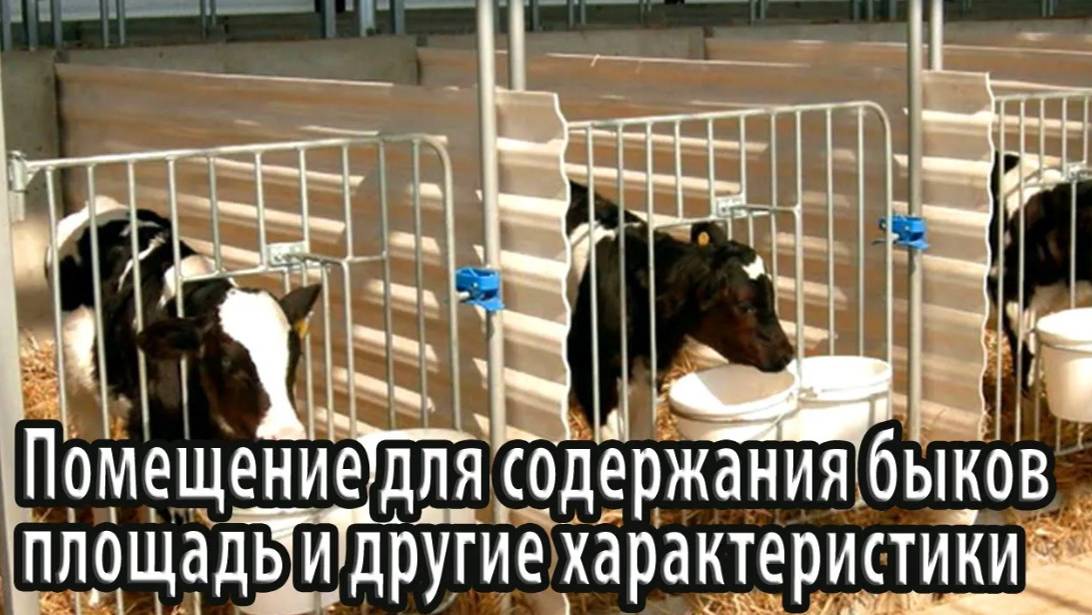 Содержания быков и другие характеристики
