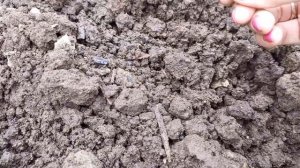 2 этап. Сею семена моркови