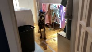 Тренируем выдержку и послушание в домашних условиях AryDober