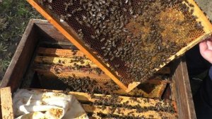 ПОРА ВВОДИТЬ В РОЕВОЕ СОСТОЯНИЕ.