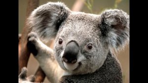 Jazz Koala