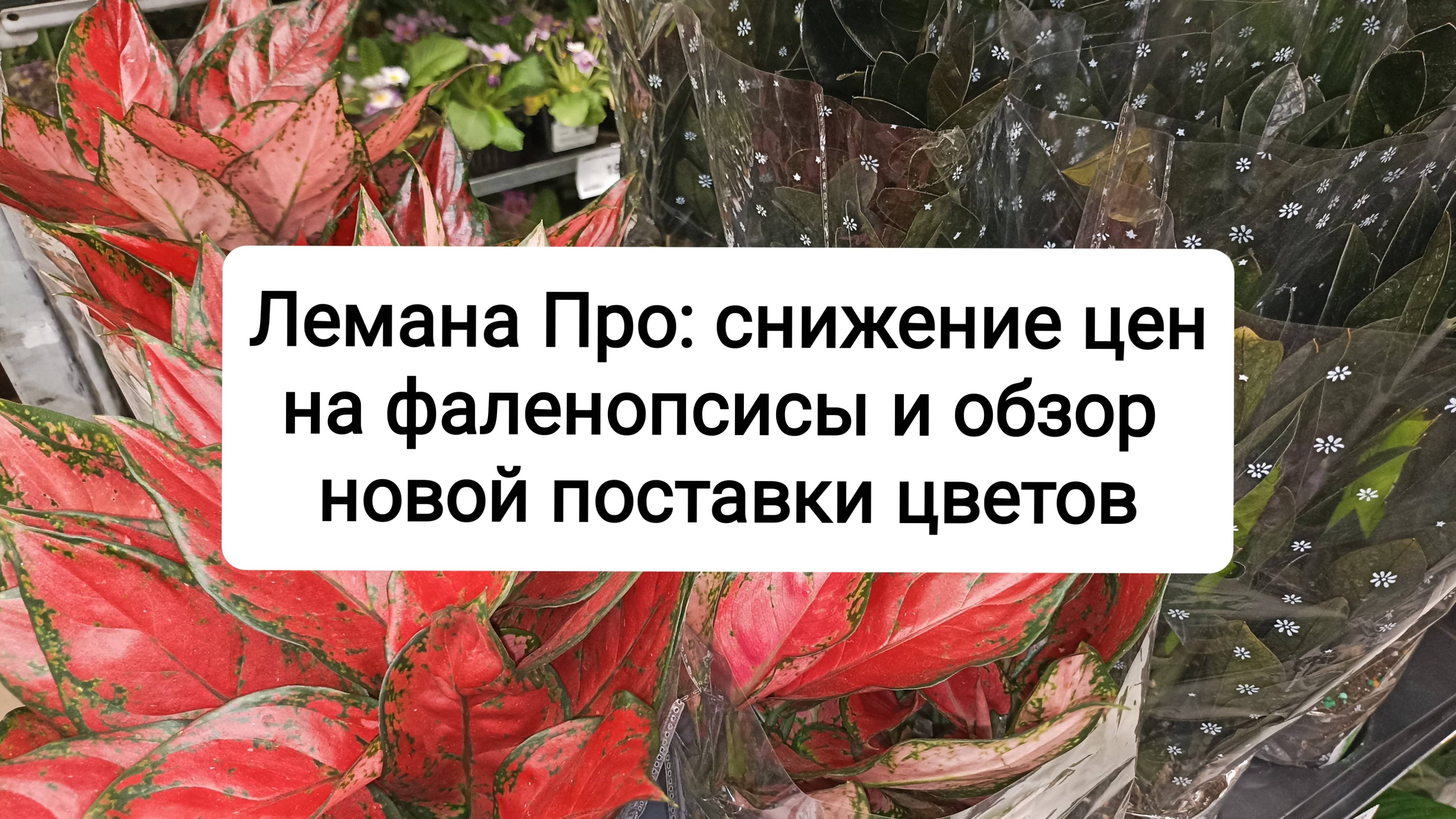 Лемана Про: снижение цен на фаленопсисы и обзор новой поставки цветов