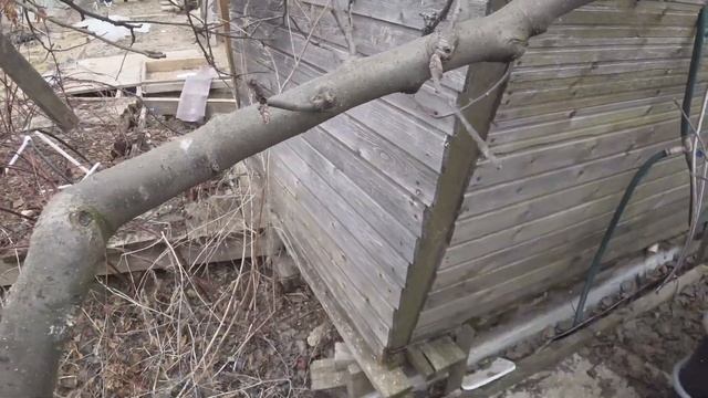 Обрезка яблони по типу "Пизанская башня". Сроки обрезки сада в Средней полосе смотреть онлайн