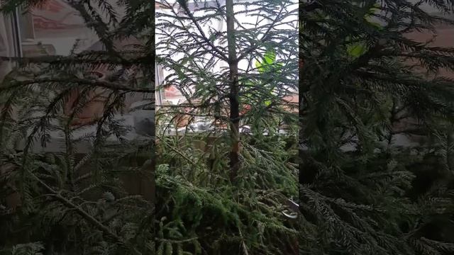 Как утилизировать елку после новогодних праздников #убираемелку #какубратьелку