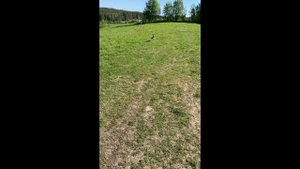 Дрессировка непослушного джек рассела. Встреча с медведем 2024