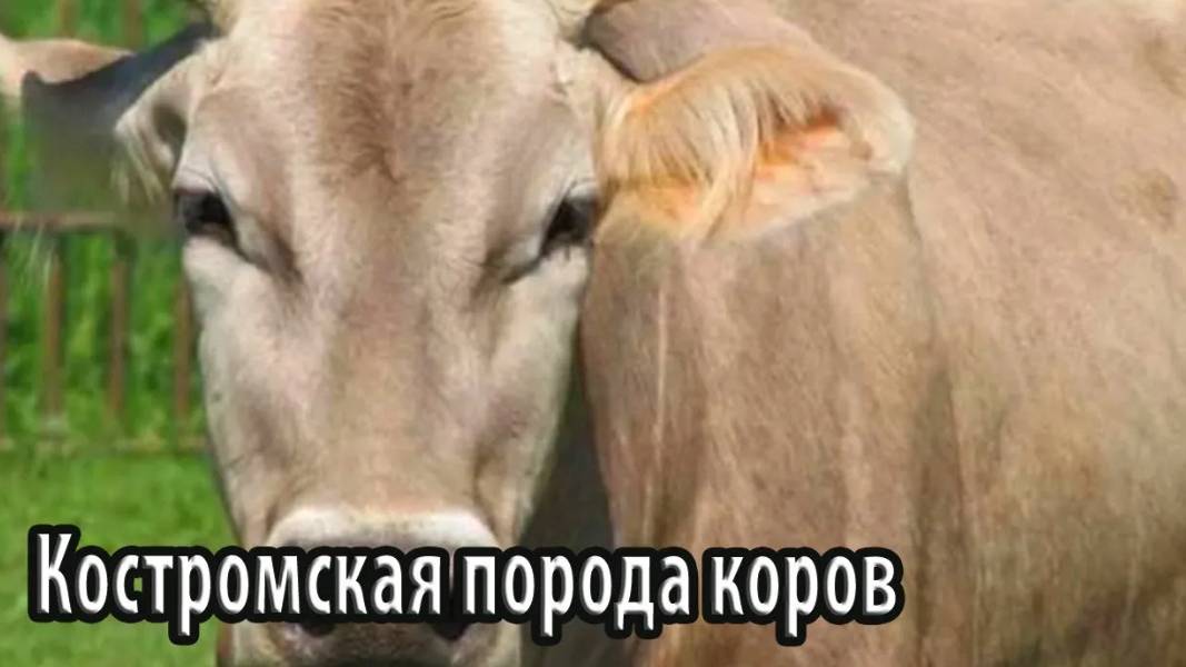 Костромская порода сельскохозяйственных коров