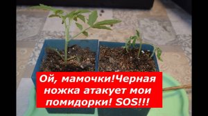 Черная ножка на рассаде томатов #овощи #советы #болезни #помидоры #черная ножка