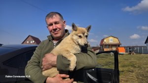 Щенок Дымка покинула стаю лаек