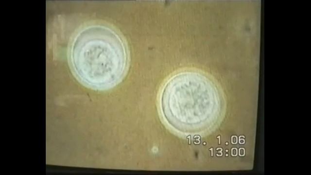 ГОЛУБИ смотреть онлайн