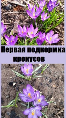 Крокусы всходит прямо из снега, нужно их первый раз подкормить!