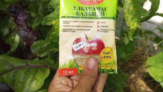 Жёлтые пятна на листьях томатов