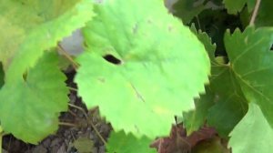 ч 2. Когда ОБРЕЗАТЬ взрослые кусты ВИНОГРАДа осенью