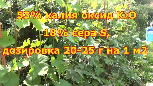 Важные работы с виноградом в Августе. Народный миф про монокалийфосфат смотреть онлайн