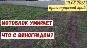 Краснодарский край(29.03.2025). Мотоблок умирает. Что с виноградом?