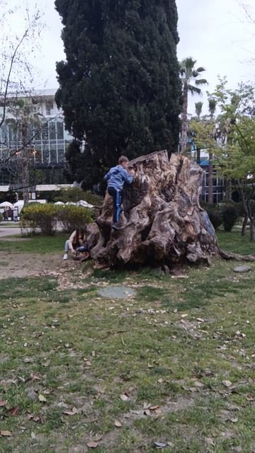 дерево 🌲