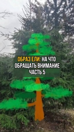 Образ ели: На что обращать внимание. Часть 5