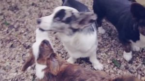 Вельш корги, австралийский хилер и русская борзая: 3 уникальных породы 🐾✨