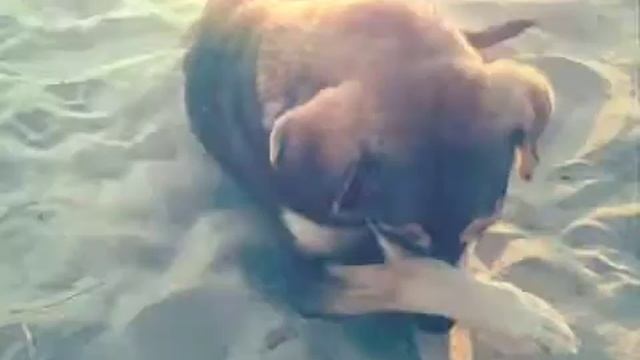 милые собаки в Албании смотреть онлайн