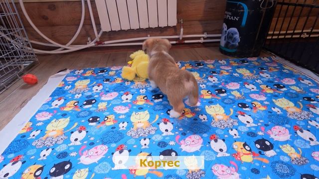 Кортес