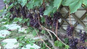 ч 3. ЧаВо. ОБРЕЗКА ВИНОГРАДА. МНОГОЛЕТНЯЯ ДРЕВЕСИНА: ПОЛЬЗА И ВРЕД. ЧАСТЫЕ ВОПРОСЫ. 3 я серия