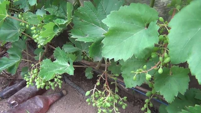 Август: СЕРАЯ ГНИЛЬ, и ОСЕННИЙ РАЦИОН для винограда смотреть онлайн