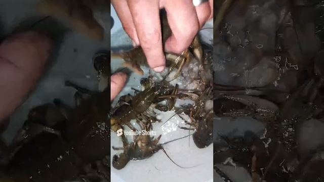 раки