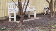 Разговор двух соседок. A conversation between two neighborhood dogs