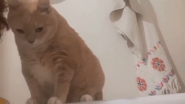 Кот в раздумьях: прыгать или не прыгать?Jump Or Not Jump?