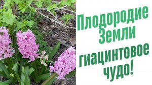 Как ухаживать за гиацинтом?