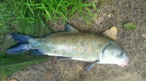 РР4: Ахтуба —буффало. Русская Рыбалка 4 (84 серия)