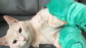 Марсик идёт в школу котов