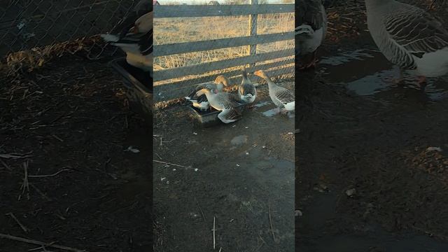 Гусь Серый 🪿 показывает кто в доме хозяин☝ Ещё рыжий кот Фокс 🐱 собака Ева 🐈 куры🐔 петухи🐓