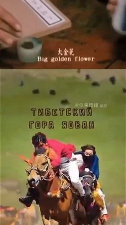 Нюхательный табак  из Тибета для сильных духом#snuffy#снафф #разный_снафф  #тибет #нюхательный_табак