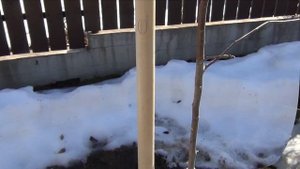 ФОРМИРУЕМ МОЛОДЫЕ ЯБЛОНЬКИ. Исправляем проблемы питомниковых формировок