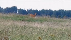 Стремительная лань или пробежка косули