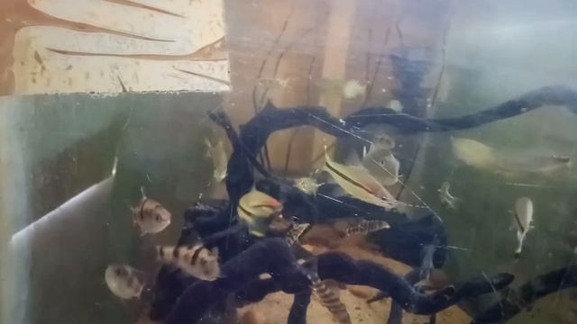 Dawkinsia tambraparnie | Sahyadria denisoni смотреть онлайн